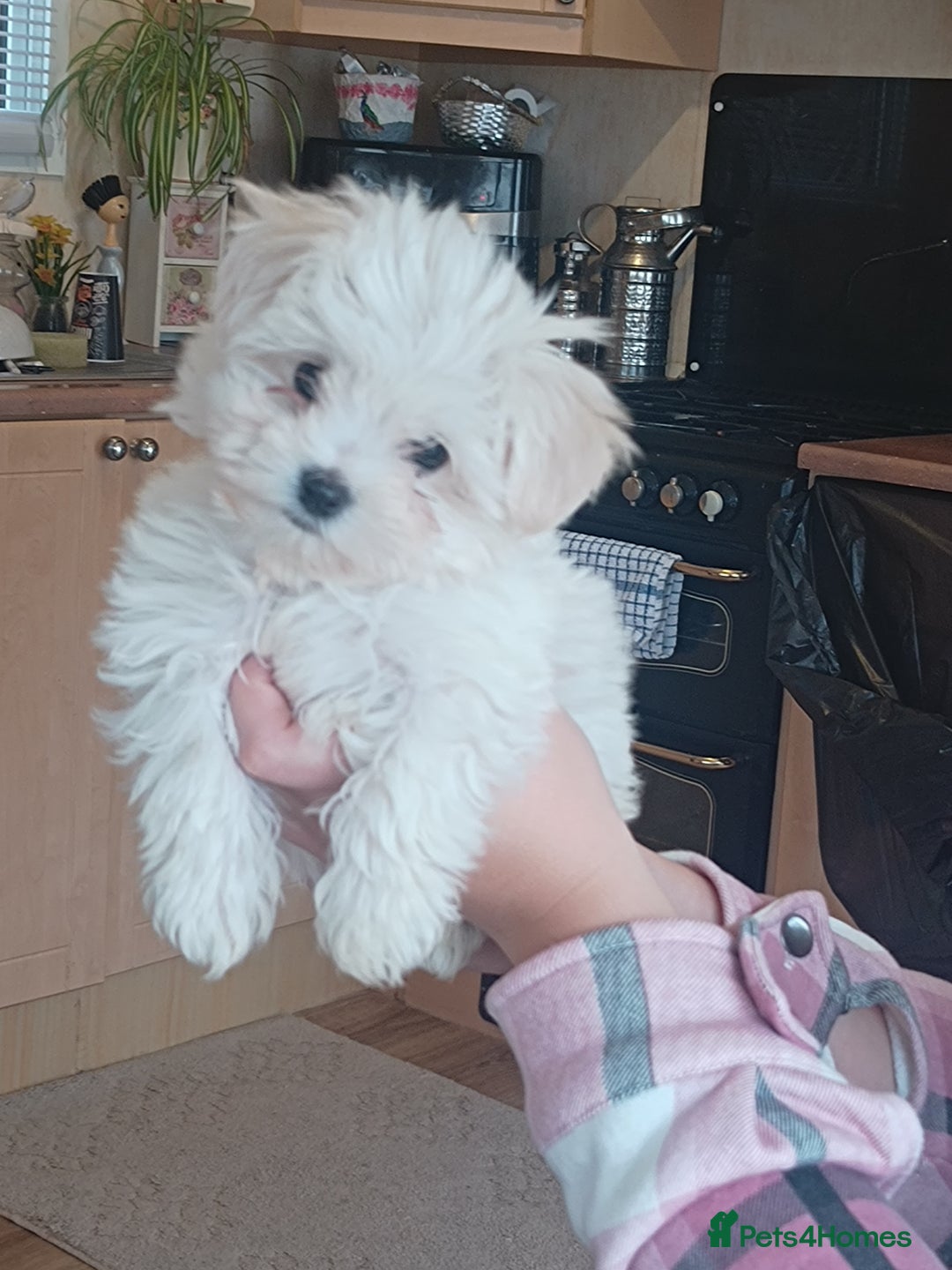 Mixed Breed dogs for sale: Bichion x Maltese pups - Image 5