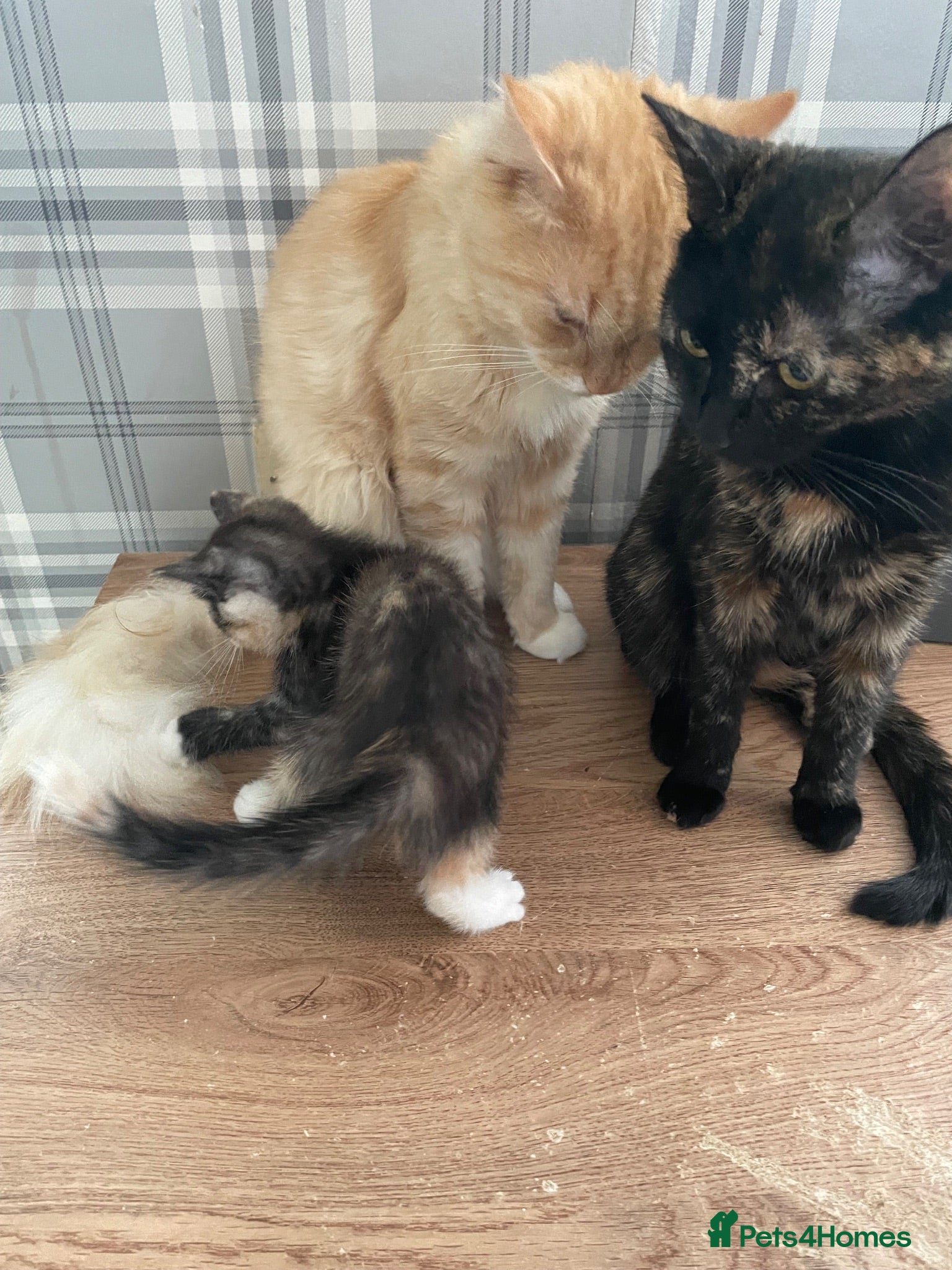 Mixed Breed cats 2 beautiful females kittens - Advert 7