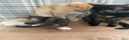 Mixed Breed cats for sale: 2 beautiful females kittens - Advert 1