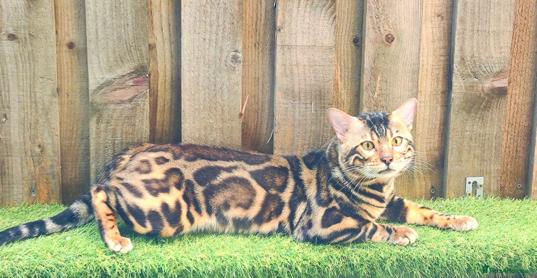 Bengal cats for stud: Rehoming 🔥 Clouded Bengal Stud TICA Amazing🔥 in Durham - Image 16