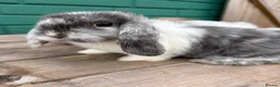 Mini Lop rabbits for sale: Beautiful mini lops - Advert 5