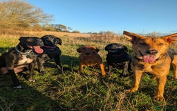 Mixed Breed dogs for adoption: Majestic Charlie  - Advert 3