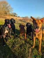 Mixed Breed dogs Majestic Charlie - Advert 2