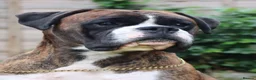 Boxer dogs for stud: CHAMPION B&W Boxer Dog HT0 Sires Reds & Brindles - Advert 3