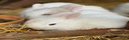 Lionhead rabbits for sale: 5x gorgeous white fluffy lionhead bunnies  - Advert 6