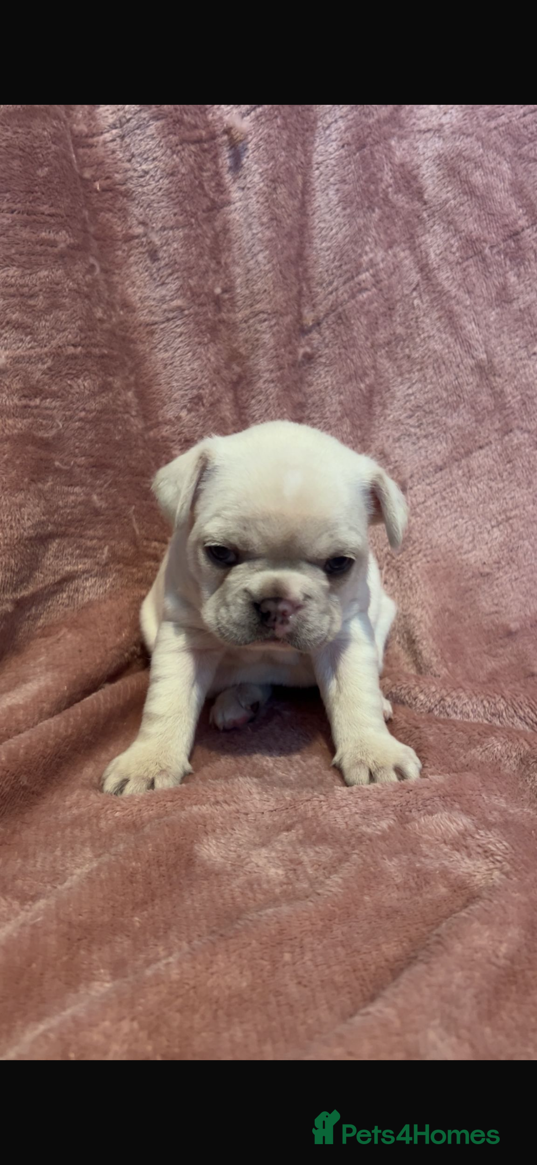 French Bulldog dogs for sale: last girl ready to leave now 🐾⚡️ - Advert 13