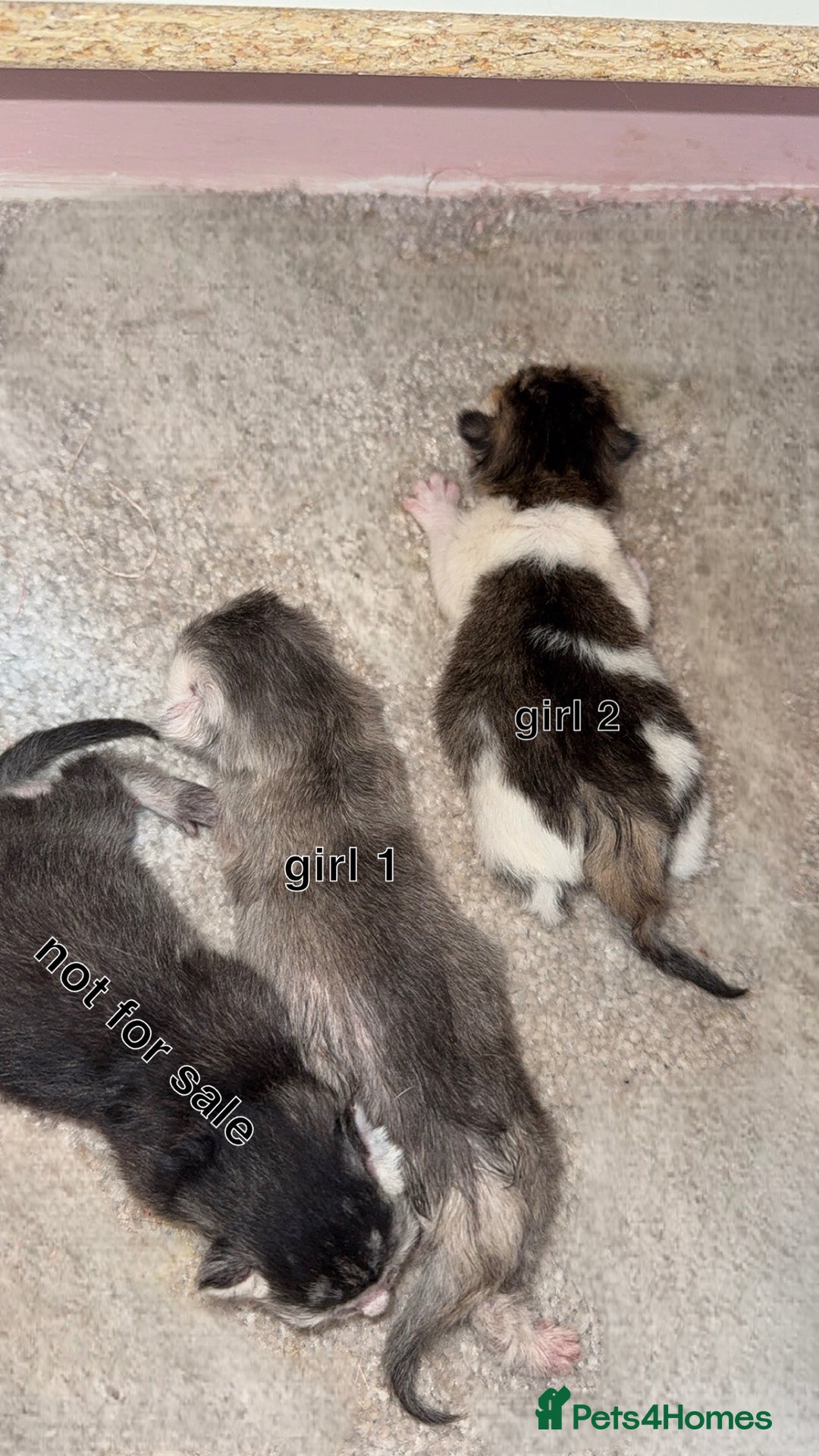 Scottish Fold cats for sale: 2 girl mixed scottish fold kittens  - Image 11