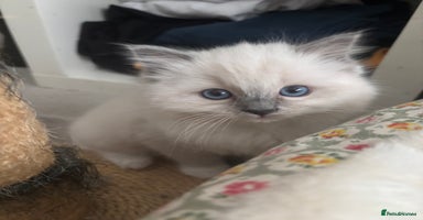 Ragdoll cats Last Ragdoll Female kitten for sale  - Advert 2