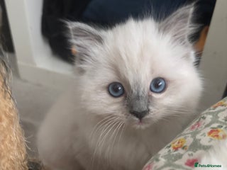 Ragdoll cats for sale - Advert 1