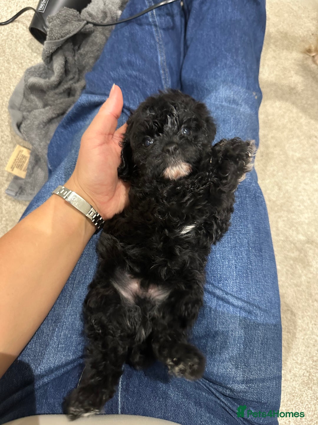 Cavapoo dogs for sale: F1 cavapoo puppies heath tested  - Advert 22