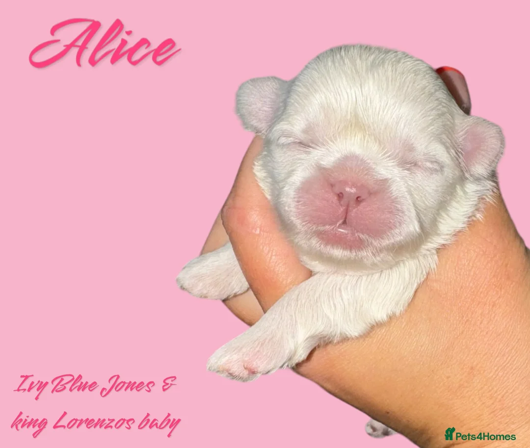 Shih Tzu dogs for stud: LAVENDER Tiniest lavender stud in Wales  in Cardiff - Advert 17