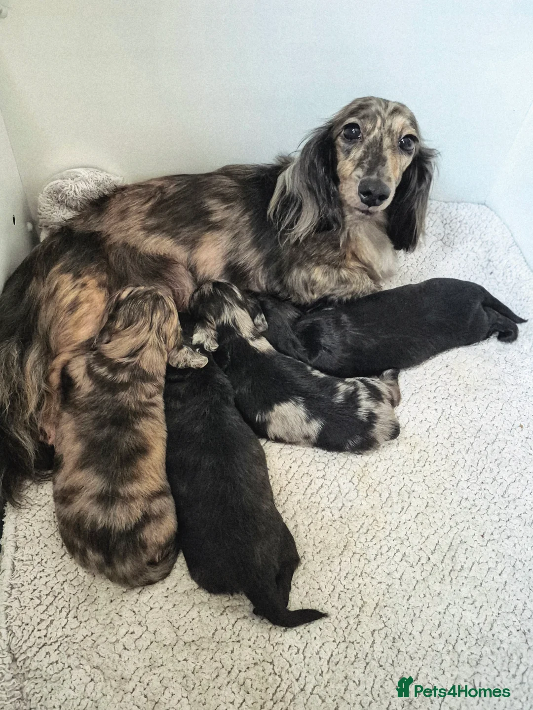 Miniature Dachshund dogs for sale: Mini long dachshunds  - Advert 1