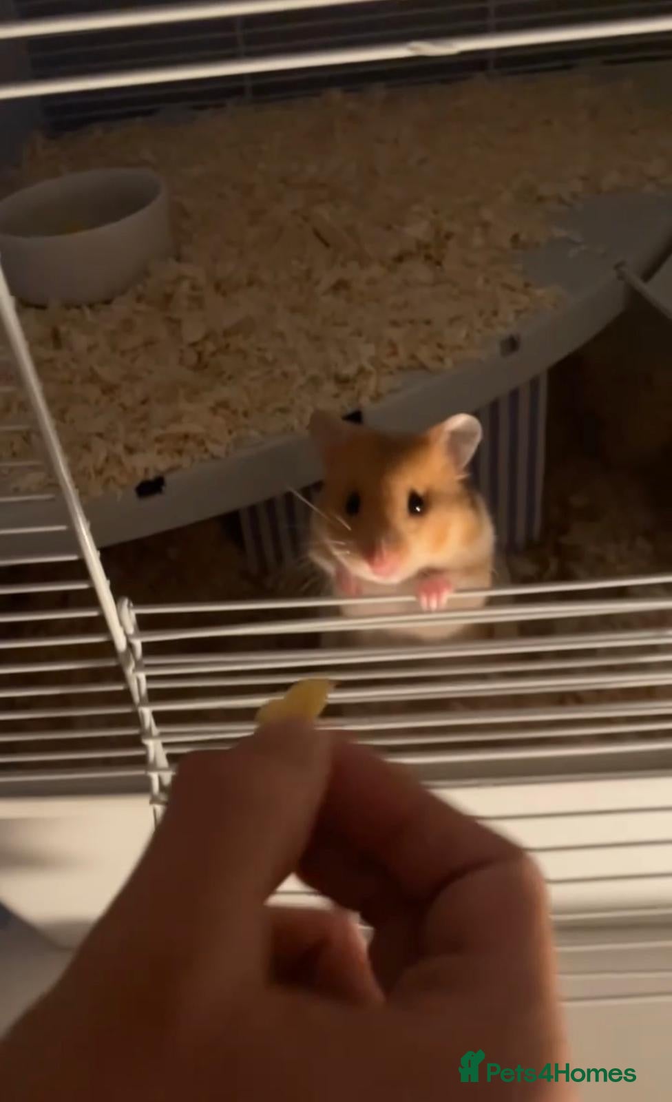 Hamster rodents Male hamster “Mike”  in Bath - Advert 1