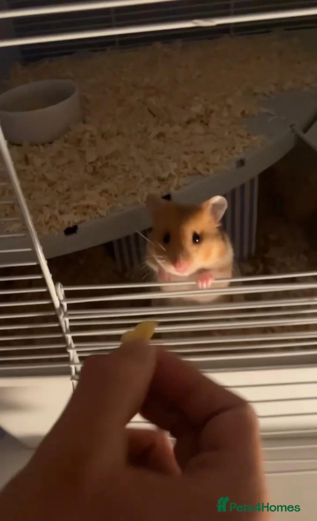 Hamster rodents for sale: Male hamster “Mike”  in Bath - Advert 1