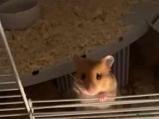 Hamster rodents Male hamster “Mike” in Bath - Advert 1