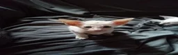 Oriental cats for sale: Oriental Siamese kittens in Sheffield - Advert 5