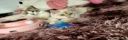 Siberian cats for sale: Siberian Male Kitten GCCF Reg Active Breeding  - Advert 11