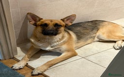 Shepsky dogs for sale: Shepsky pups  - Image 2