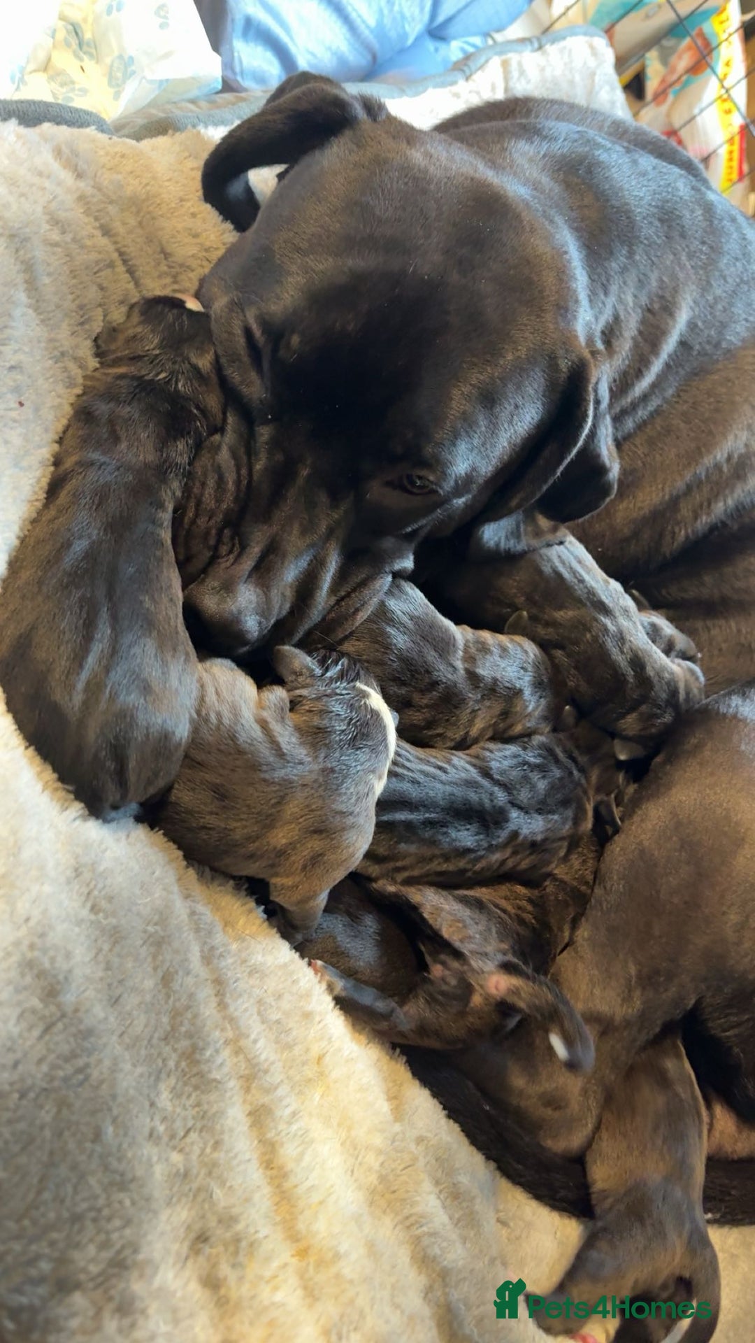 Mixed Breed dogs for sale: 9 cane corse/ staff pups  - Image 3