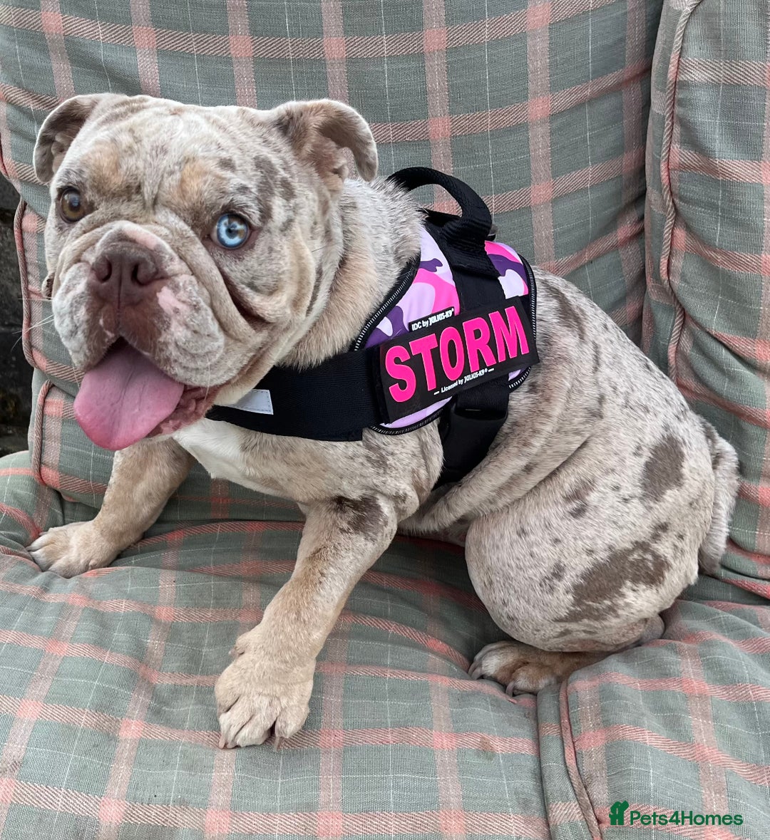 English Bulldog dogs for sale: 2 year old Lilac merle  - Advert 1