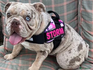 English Bulldog dogs 2 year old Lilac merle - Advert 1