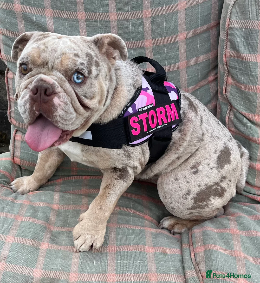 English Bulldog dogs for sale: 2 year old Lilac merle  - Advert 1