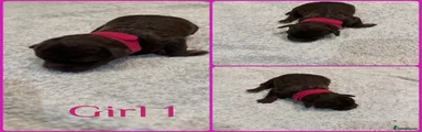 Cockapoo 4