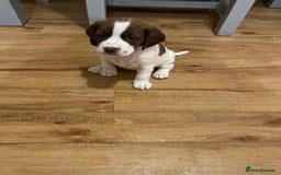 Mixed Breed dogs for sale: Jack x cocker puppies two female available  - Image 5