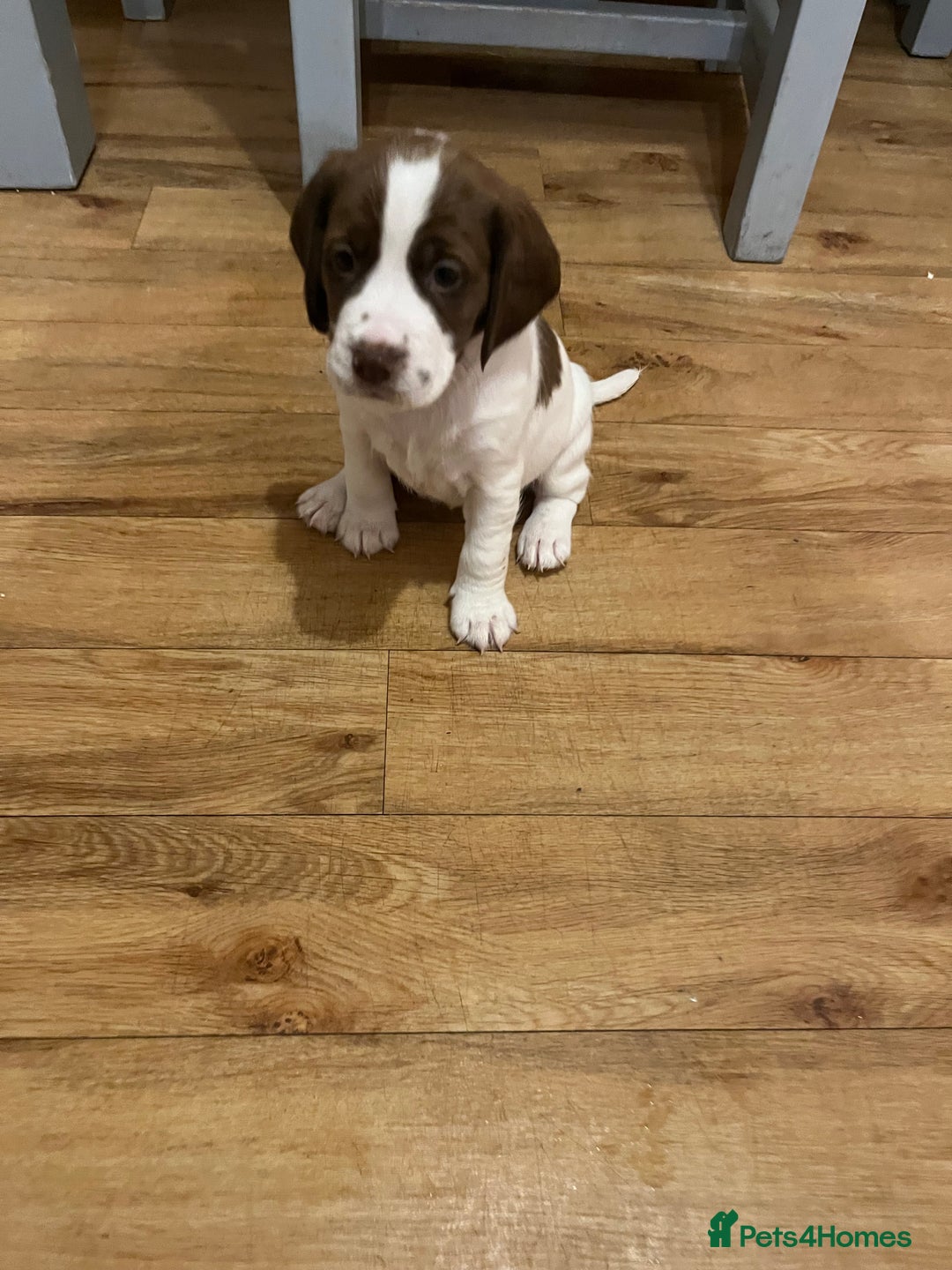 Mixed Breed dogs for sale: Jack x cocker puppies two female available  - Image 5