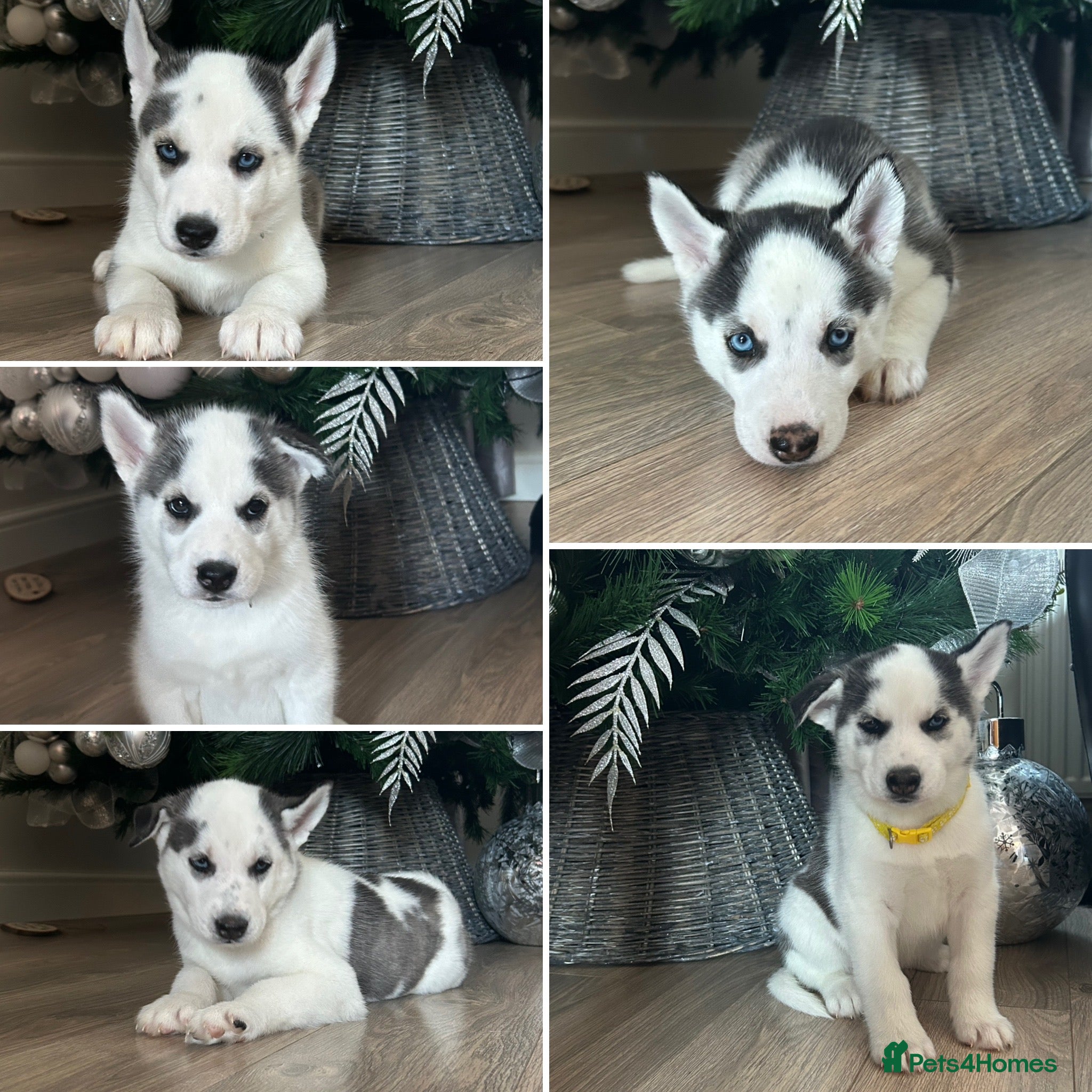 Siberian Husky dogs Last 3 Husky Pups Available - Don’t Miss Out! - Advert 1