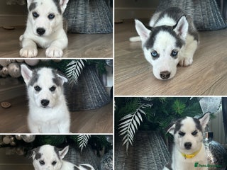 Siberian Husky dogs Beautiful Husky Puppies - Advert 3