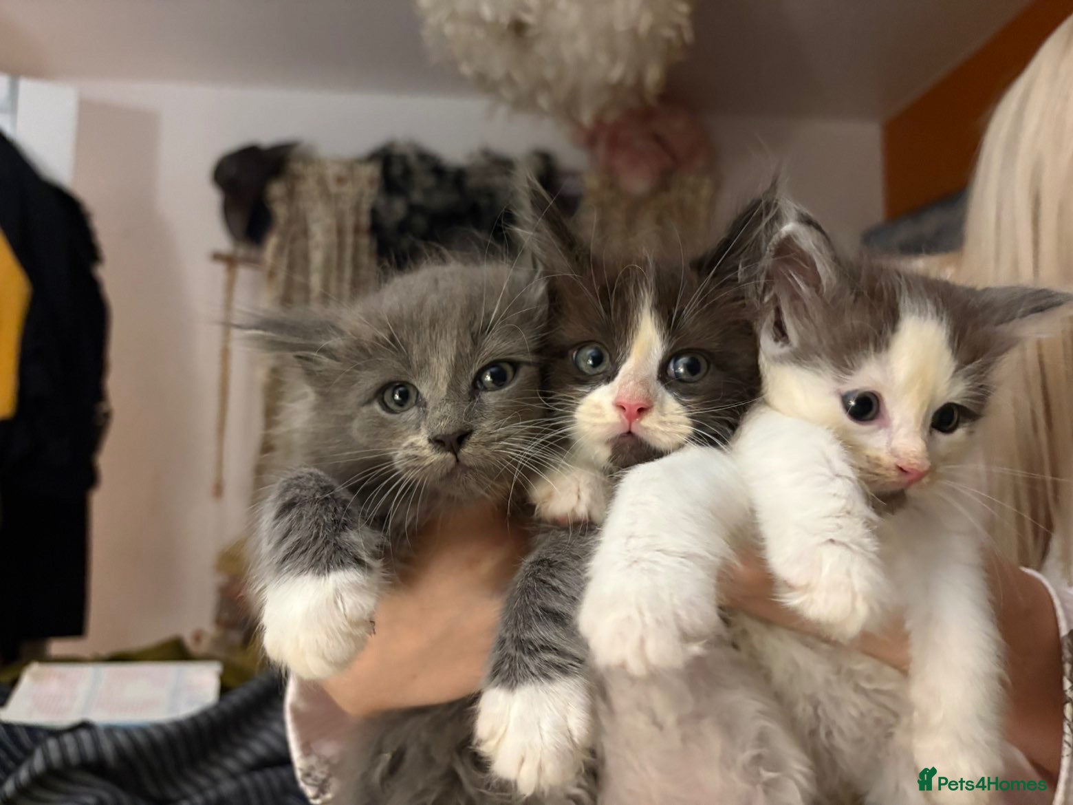 Ragcoon cats 🐾Seven Beautiful Radoll/Maincoon Kittens🐾 - Advert 12
