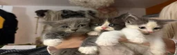 Ragcoon cats for sale: 🐾Seven Beautiful Radoll/Maincoon Kittens🐾 - Advert 1