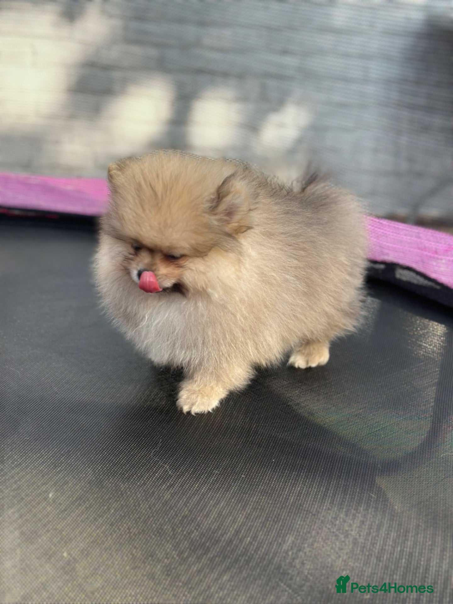 Pomeranian dogs Double coated true to type Pomeranians  - Advert 2