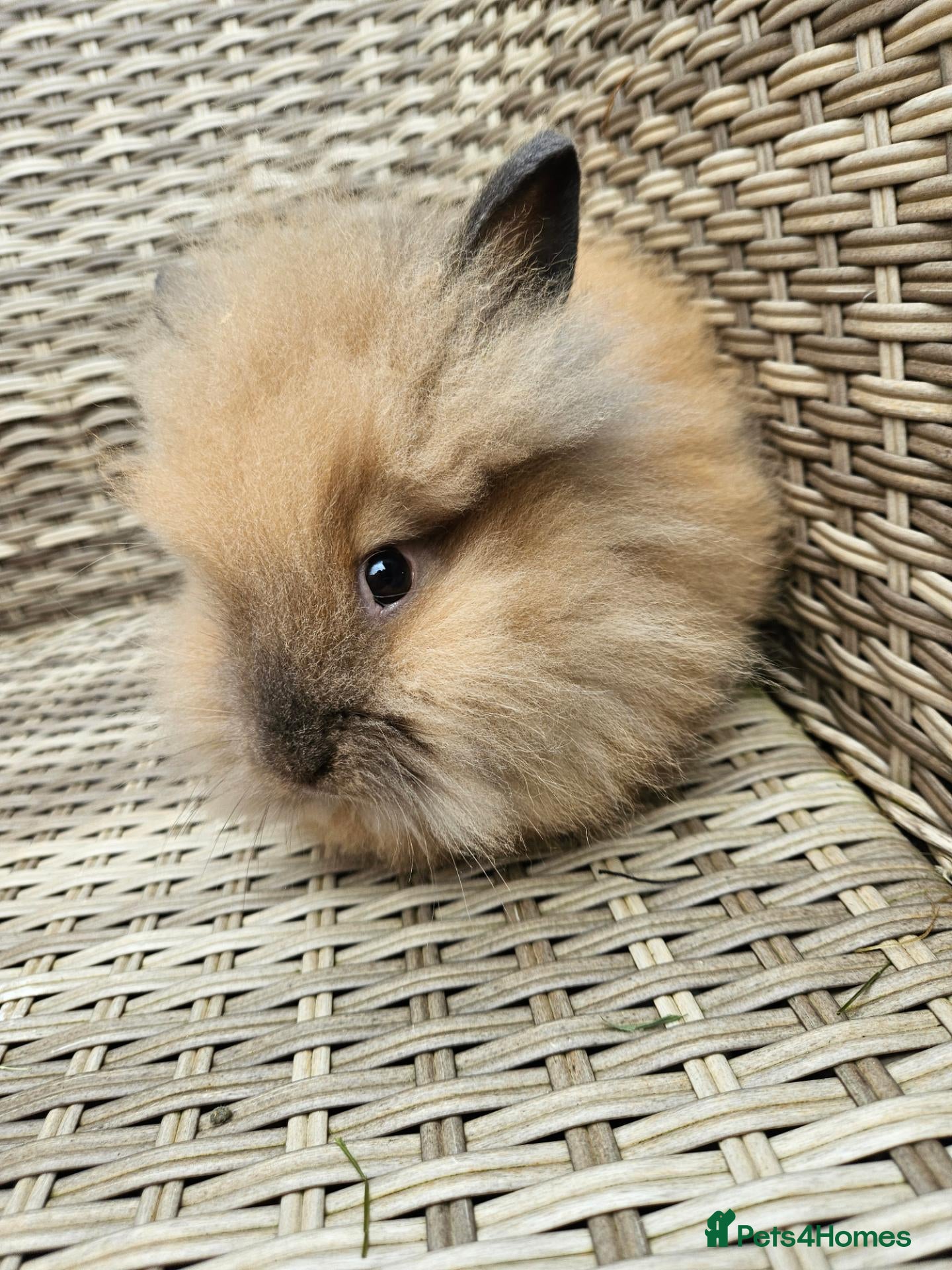 Lionhead rabbits for sale: Double maned lionheads  - Advert 2