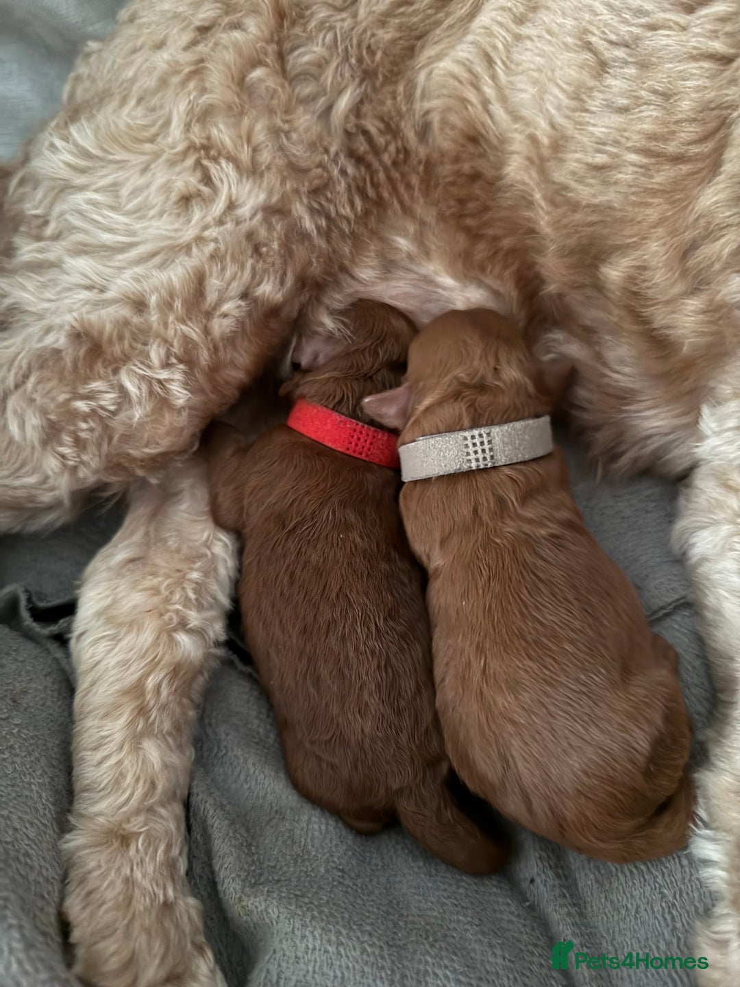 Cockapoo dogs for sale: Championship bloodline F1B toy Cockapoos  - Image 3