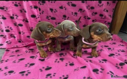 Miniature Dachshund dogs for sale: STUNNING MINIATURE DACHSHUND PUPPIES - Image 2