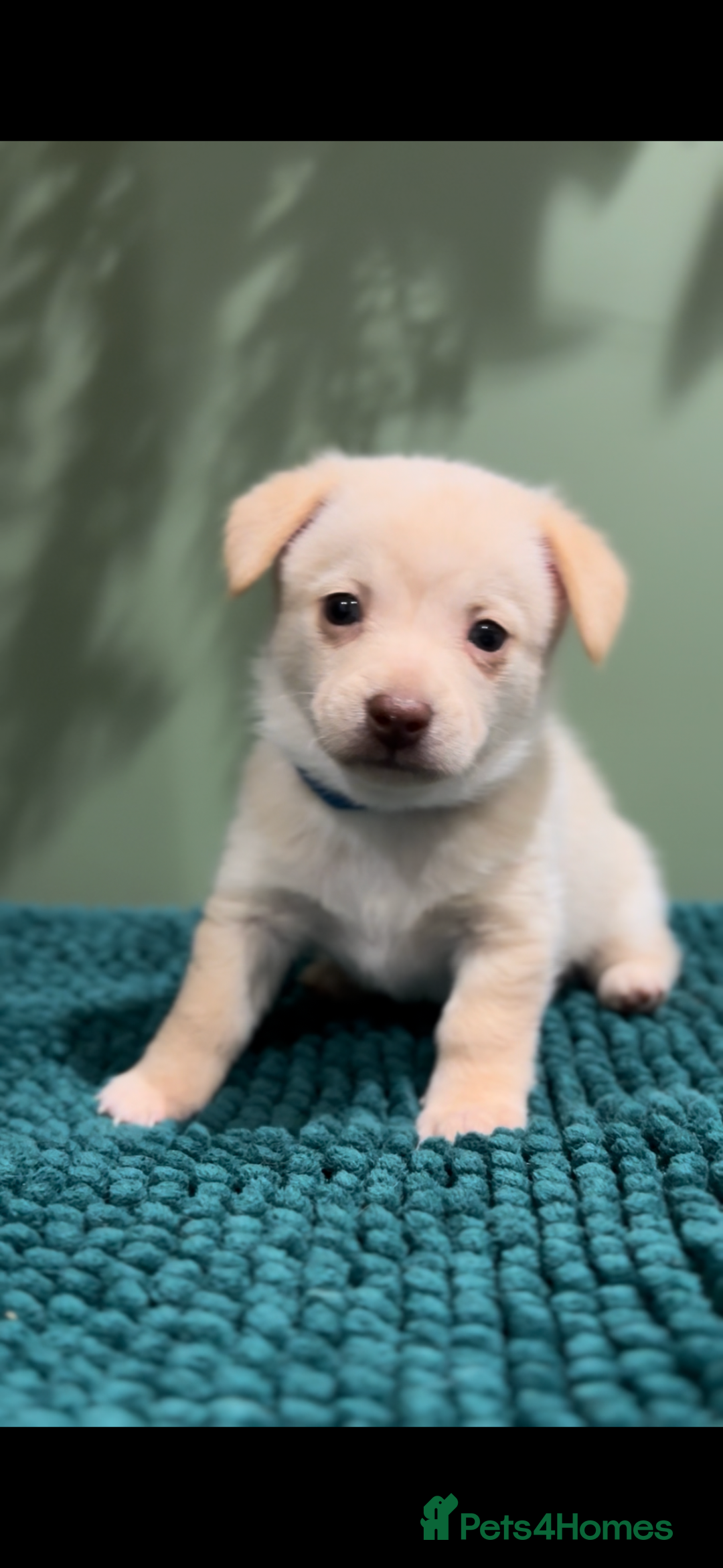 Mixed Breed dogs for sale: 🌟 Beautiful Cream Pomweenie Puppies Available 🌟 - Advert 11