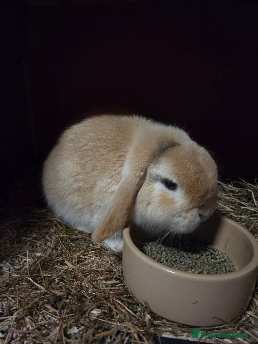 Mini Lop rabbits for sale: ❤️mini lop & mini rex girls available ❤️ - Advert 5