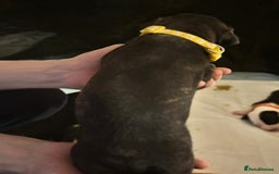 Mixed Breed dogs for sale: American bull staff - Image 10