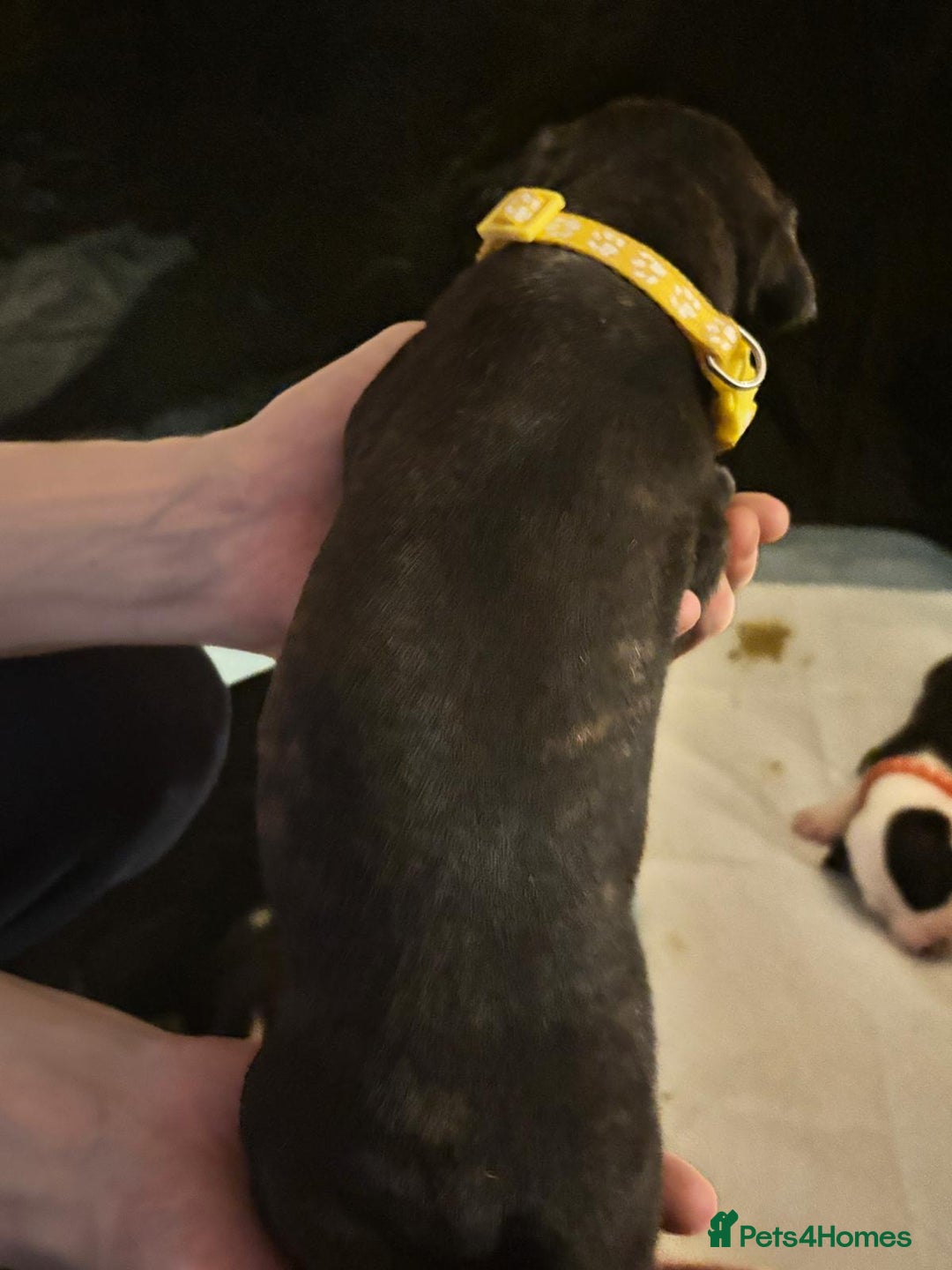 Mixed Breed dogs for sale: American bull staff - Image 10
