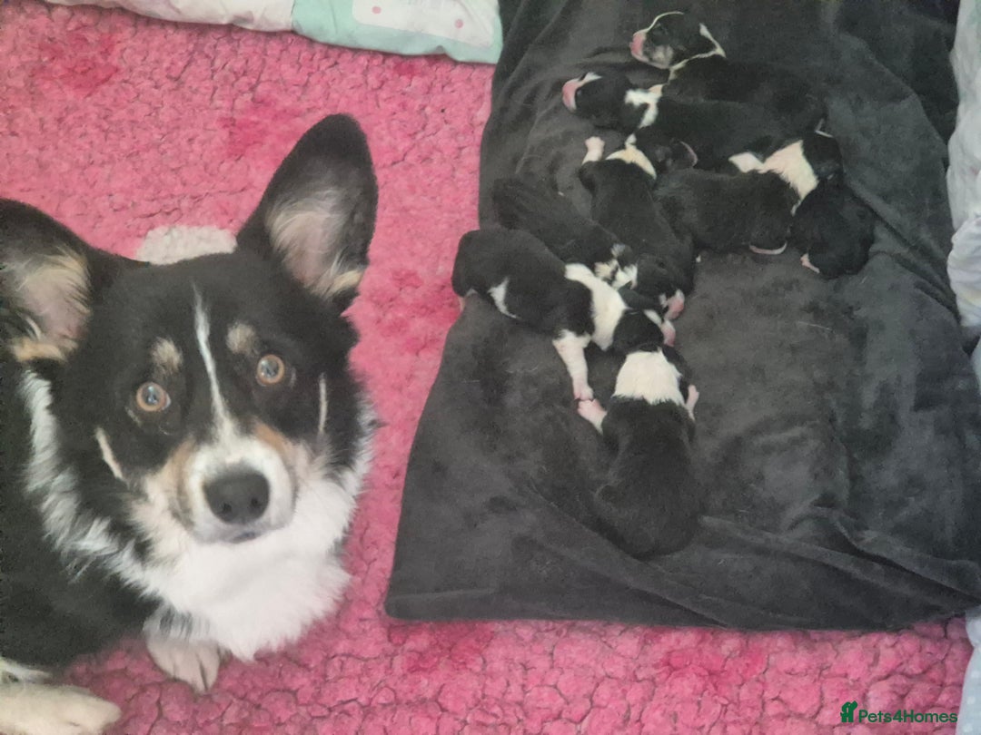 Welsh Corgi Pembroke dogs for sale: Kc reg Serbian lined bob & longtail - Advert 2