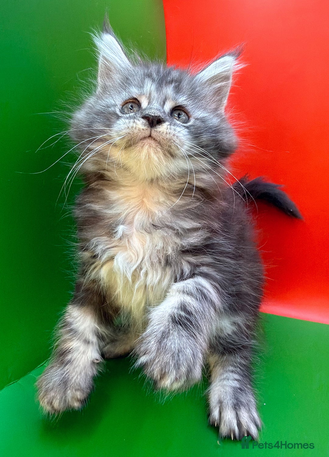 Maine Coon cats for sale: Maine Coons with Tests, Papers, Vet Checks & Vacc. - Advert 8