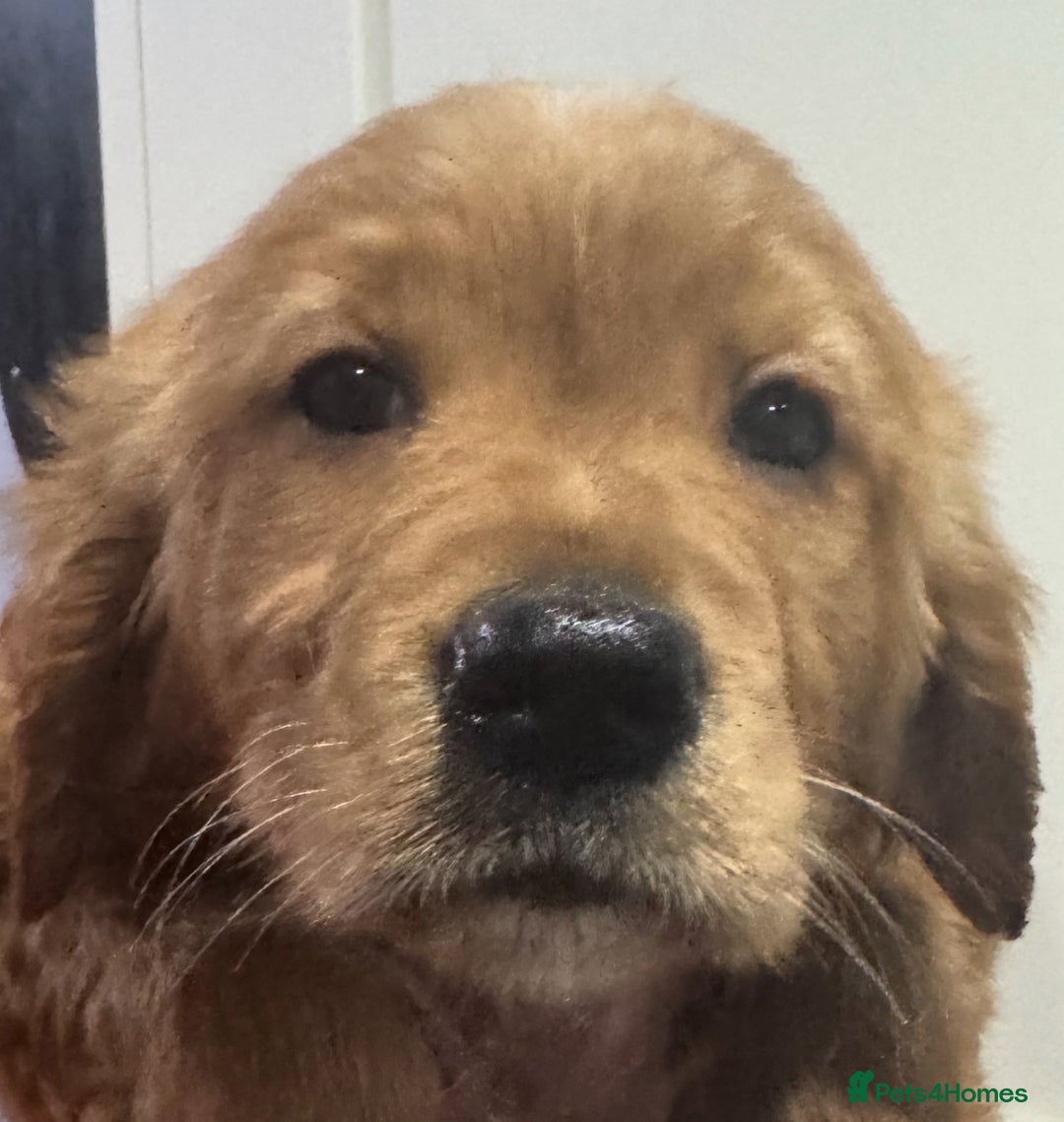 Golden Retriever dogs for sale: KC health checked outstanding temperaments  - Advert 6