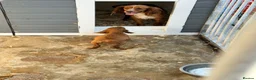 Cocker Spaniel dogs for sale: Cocker spaniel puppies - Advert 4