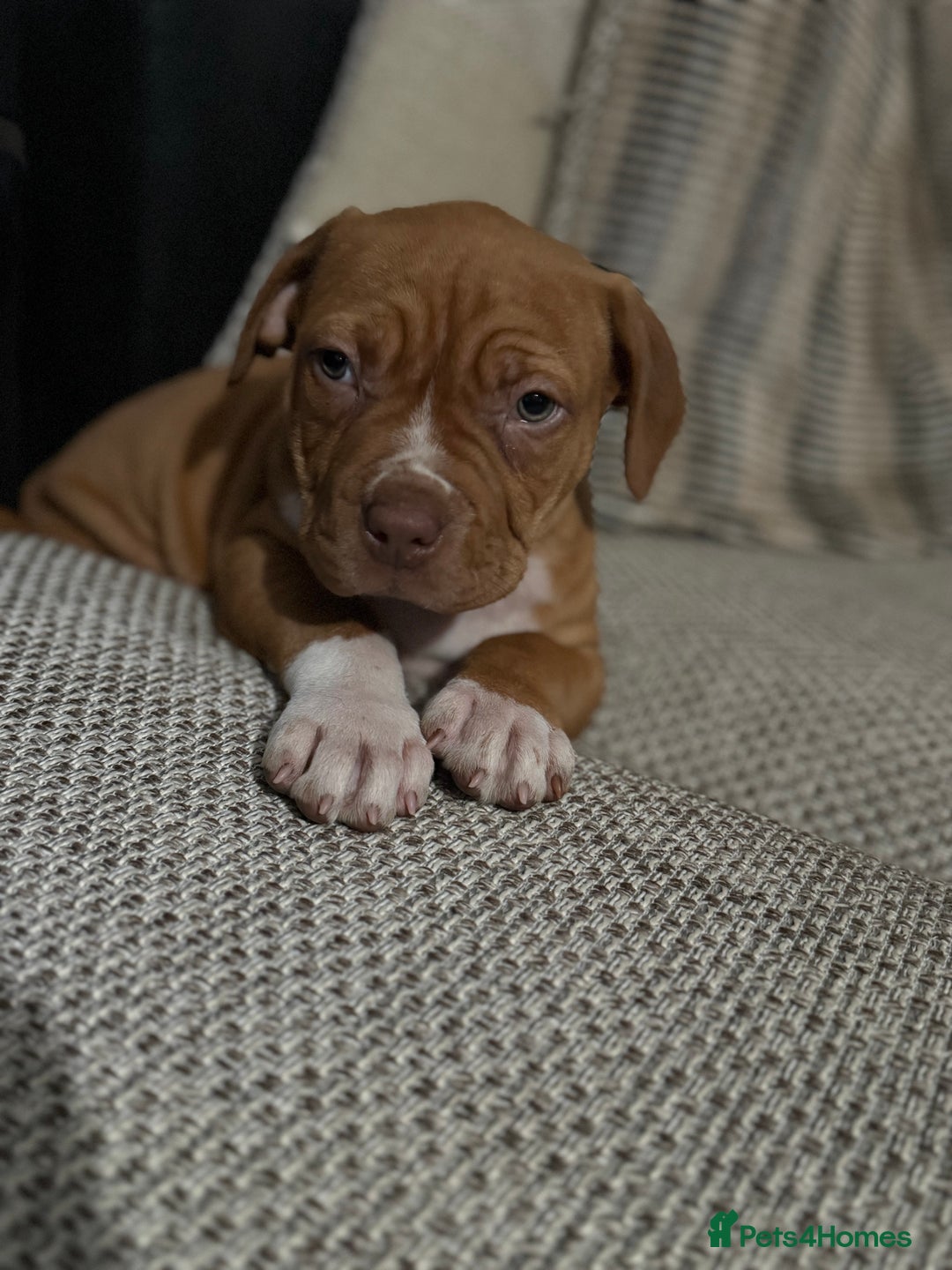 Mixed Breed dogs for sale: Ddb x cane corso - Advert 10