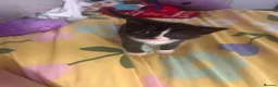 Mixed Breed cats for sale: 5 gorgeous kittens for sale - Advert 20