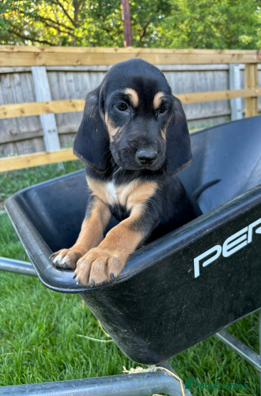 Bloodhound dogs for sale: Beautiful bloodhound puppies  - Image 5