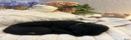 Labrador Retriever dogs for sale: Gorgeous Black Labrador Puppies  in Banstead - Advert 11