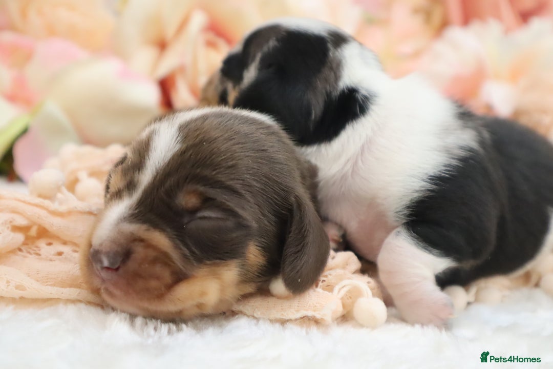 Miniature Dachshund dogs for sale: KC Miniature Dachshund Puppies - Image 26